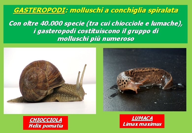 GASTEROPODI: molluschi a conchiglia spiralata Con oltre 40. 000 specie (tra cui chiocciole e