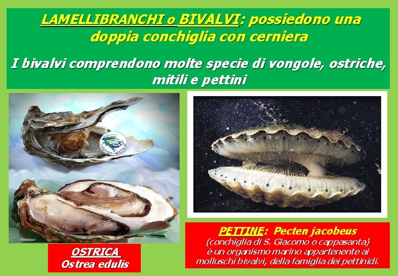  LAMELLIBRANCHI o BIVALVI: possiedono una doppia conchiglia con cerniera I bivalvi comprendono molte