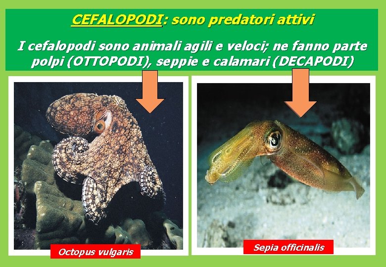 CEFALOPODI: sono predatori attivi I cefalopodi sono animali agili e veloci; ne fanno parte