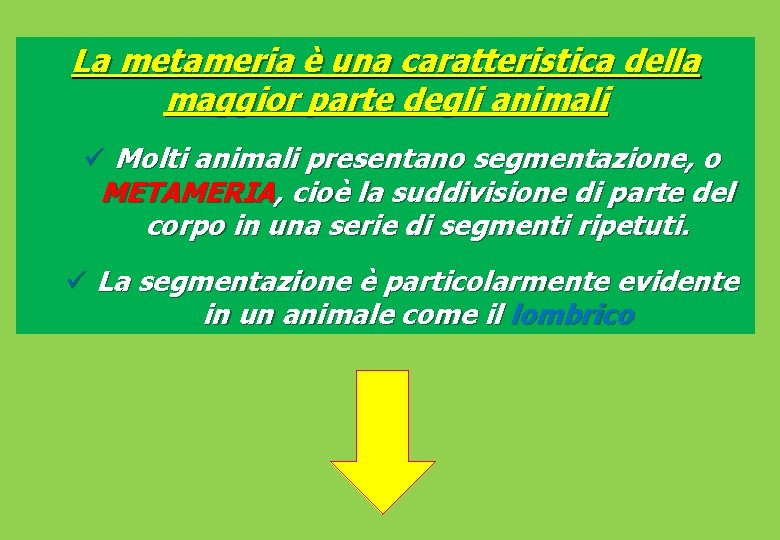 La metameria è una caratteristica della maggior parte degli animali ü Molti animali presentano