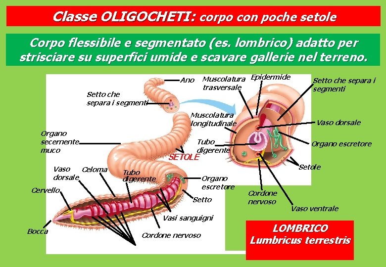Classe OLIGOCHETI: corpo con poche setole Corpo flessibile e segmentato (es. lombrico) adatto per