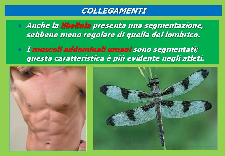 COLLEGAMENTI • Anche la libellula presenta una segmentazione, sebbene meno regolare di quella del