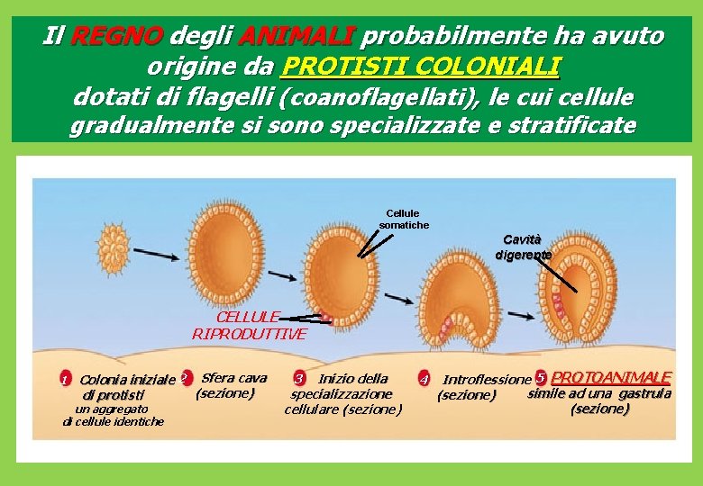 Il REGNO degli ANIMALI probabilmente ha avuto origine da PROTISTI COLONIALI dotati di flagelli