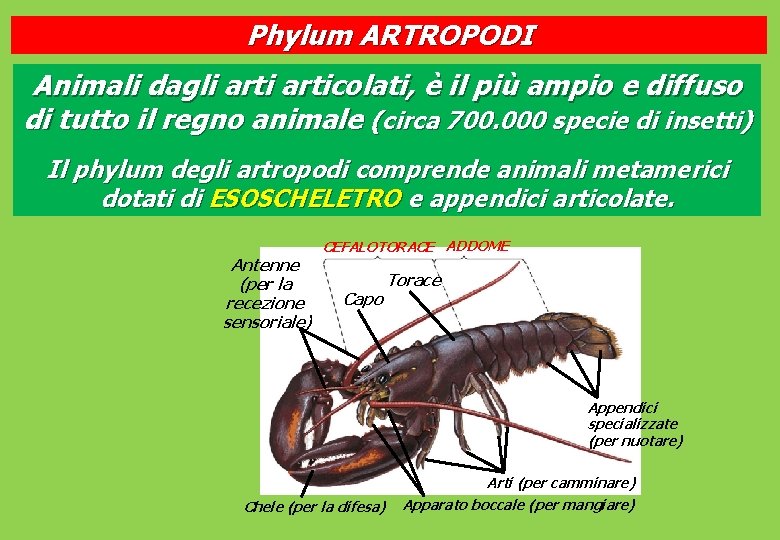 Phylum ARTROPODI Animali dagli articolati, è il più ampio e diffuso di tutto il