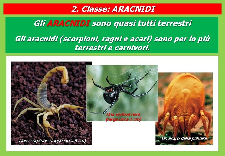 2. Classe: ARACNIDI Gli ARACNIDI sono quasi tutti terrestri Gli aracnidi (scorpioni, ragni e