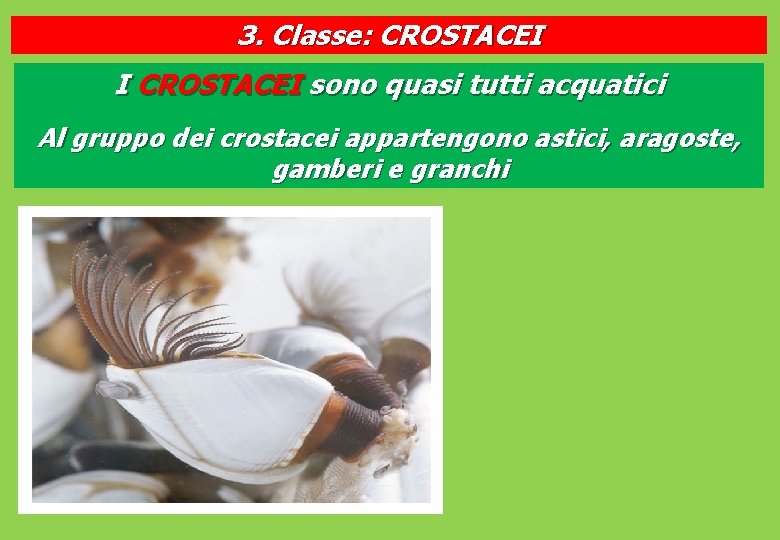 3. Classe: CROSTACEI I CROSTACEI sono quasi tutti acquatici Al gruppo dei crostacei appartengono