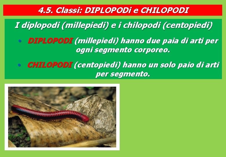 4. 5. Classi: DIPLOPODi e CHILOPODI I diplopodi (millepiedi) e i chilopodi (centopiedi) •