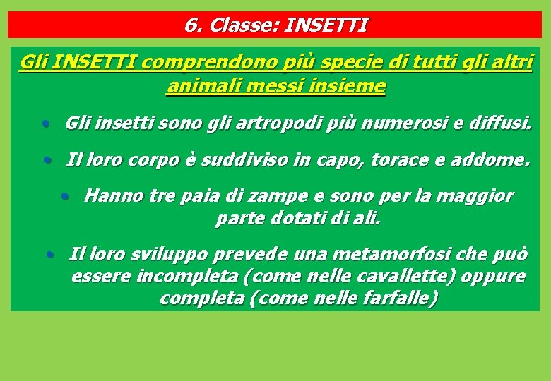 6. Classe: INSETTI Gli INSETTI comprendono più specie di tutti gli altri animali messi