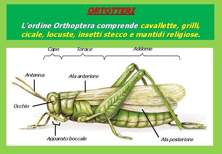 ORTOTTERI L’ordine Orthoptera comprende cavallette, grilli, cicale, locuste, insetti stecco e mantidi religiose. Capo