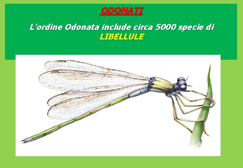 ODONATI L’ordine Odonata include circa 5000 specie di LIBELLULE 