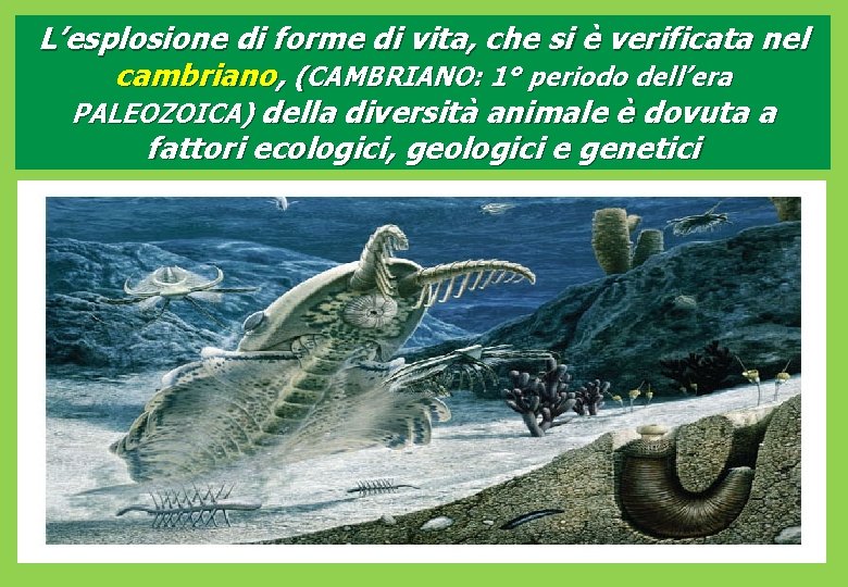 L’esplosione di forme di vita, che si è verificata nel cambriano, (CAMBRIANO: 1° periodo