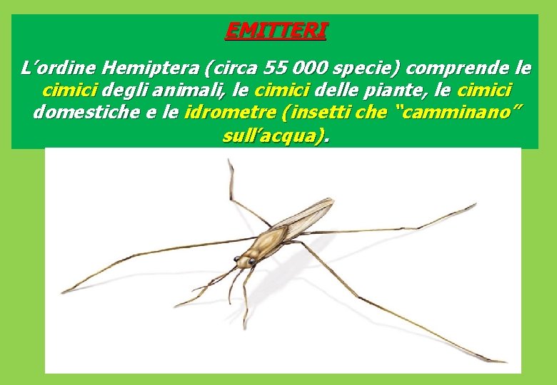 EMITTERI L’ordine Hemiptera (circa 55 000 specie) comprende le cimici degli animali, le cimici