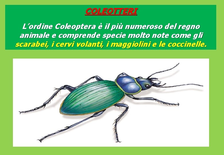 COLEOTTERI L’ordine Coleoptera è il più numeroso del regno animale e comprende specie molto