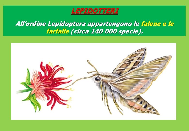 LEPIDOTTERI All’ordine Lepidoptera appartengono le falene e le farfalle (circa 140 000 specie). 