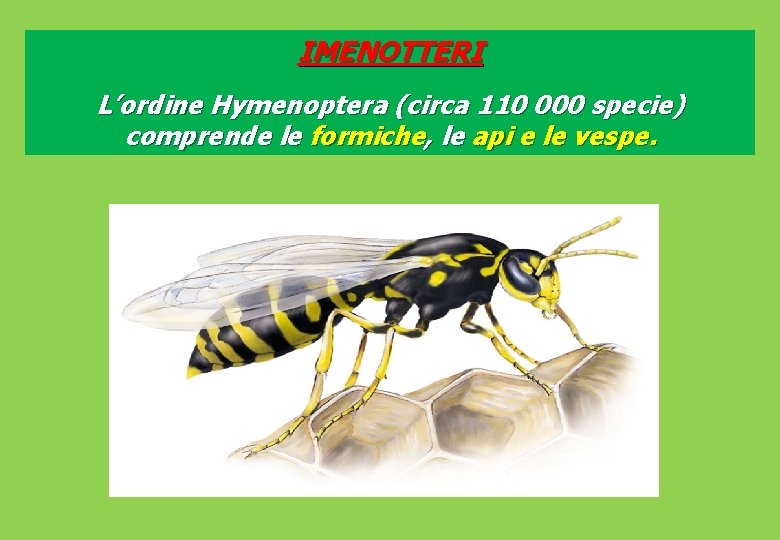 IMENOTTERI L’ordine Hymenoptera (circa 110 000 specie) comprende le formiche, le api e le