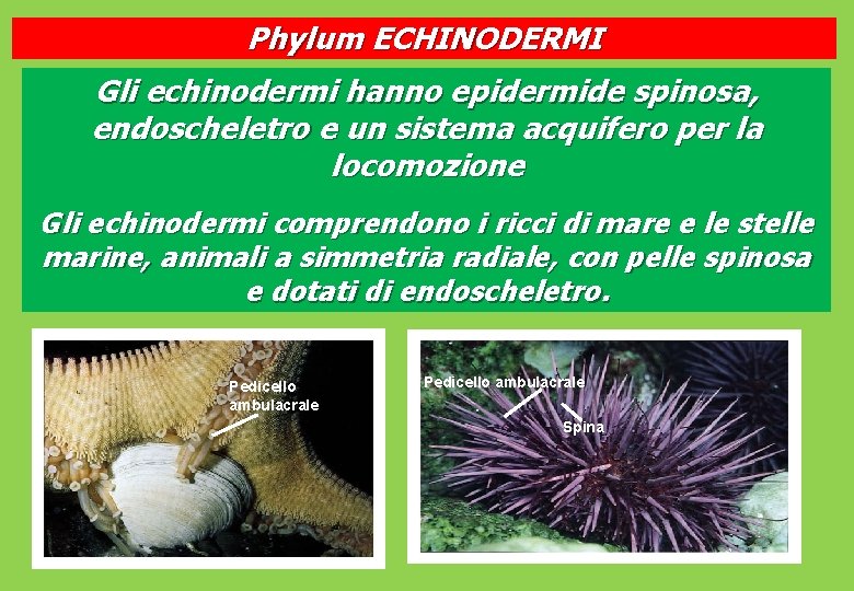 Phylum ECHINODERMI Gli echinodermi hanno epidermide spinosa, endoscheletro e un sistema acquifero per la