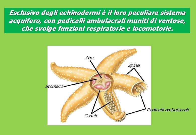 Esclusivo degli echinodermi è il loro peculiare sistema acquifero, con pedicelli ambulacrali muniti di