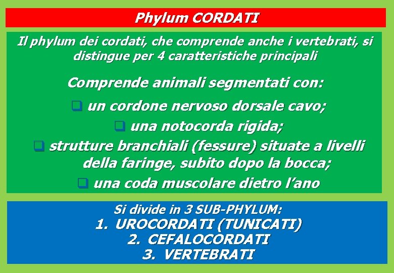 Phylum CORDATI Il phylum dei cordati, che comprende anche i vertebrati, si distingue per