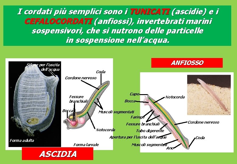 I cordati più semplici sono i TUNICATI (ascidie) e i CEFALOCORDATI (anfiossi), invertebrati marini