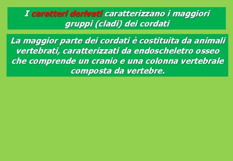 I caratteri derivati caratterizzano i maggiori gruppi (cladi) dei cordati La maggior parte dei