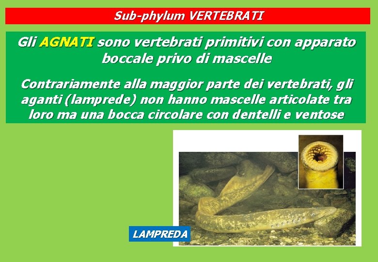 Sub-phylum VERTEBRATI Gli AGNATI sono vertebrati primitivi con apparato boccale privo di mascelle Contrariamente