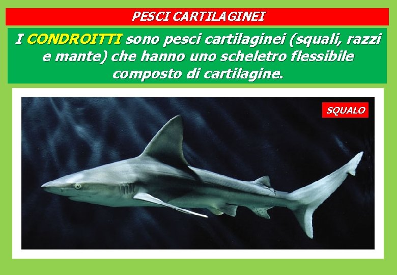 PESCI CARTILAGINEI I CONDROITTI sono pesci cartilaginei (squali, razzi e mante) che hanno uno