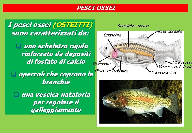 PESCI OSSEI I pesci ossei (OSTEITTI) sono caratterizzati da: Scheletro osseo Branchie q uno