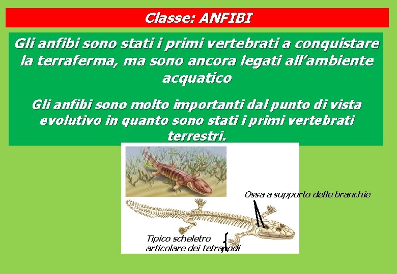 Classe: ANFIBI Gli anfibi sono stati i primi vertebrati a conquistare la terraferma, ma