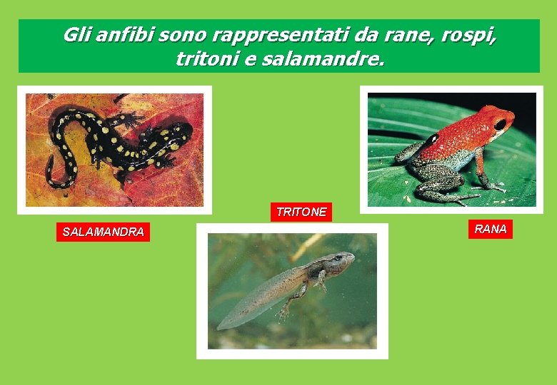 Gli anfibi sono rappresentati da rane, rospi, tritoni e salamandre. TRITONE SALAMANDRA RANA 
