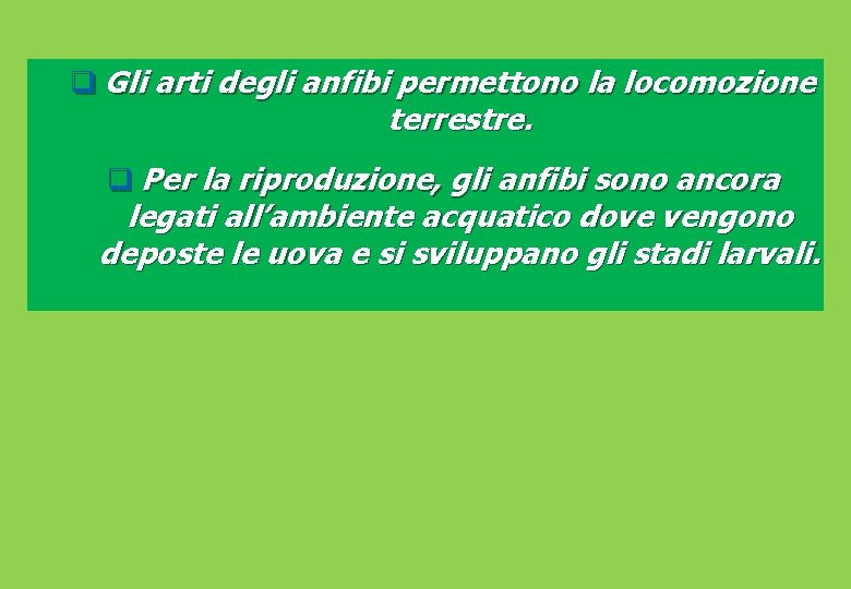 q Gli arti degli anfibi permettono la locomozione terrestre. q Per la riproduzione, gli