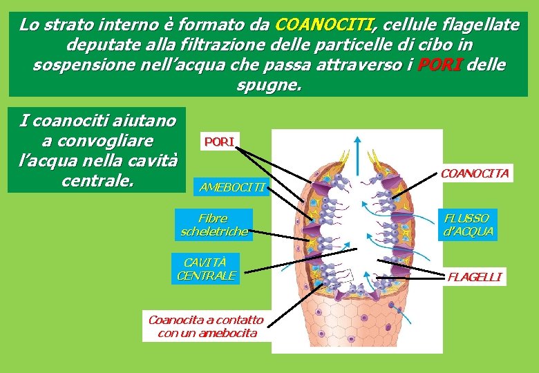 Lo strato interno è formato da COANOCITI, cellule flagellate deputate alla filtrazione delle particelle