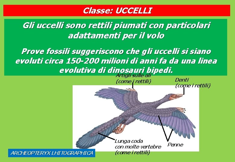 Classe: UCCELLI Gli uccelli sono rettili piumati con particolari adattamenti per il volo Prove