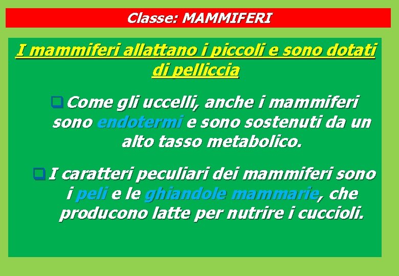 Classe: MAMMIFERI I mammiferi allattano i piccoli e sono dotati di pelliccia q Come