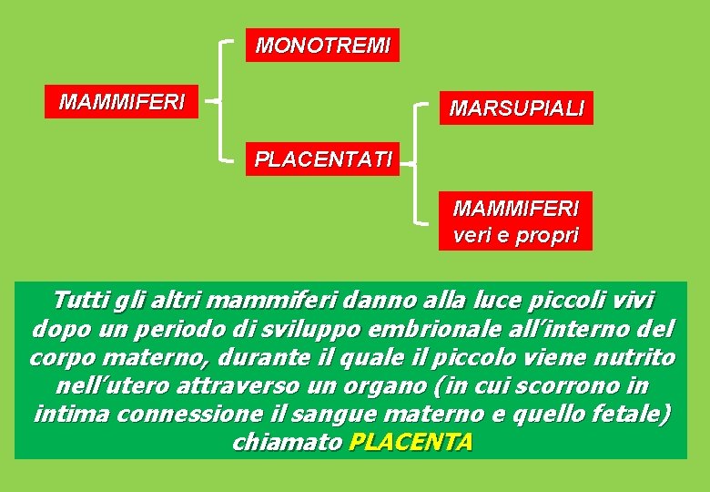 MONOTREMI MAMMIFERI MARSUPIALI PLACENTATI MAMMIFERI veri e propri Tutti gli altri mammiferi danno alla