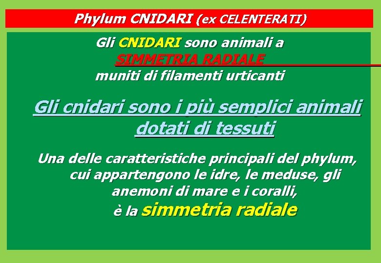 Phylum CNIDARI (ex CELENTERATI) Gli CNIDARI sono animali a SIMMETRIA RADIALE muniti di filamenti