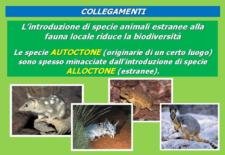 COLLEGAMENTI L’introduzione di specie animali estranee alla fauna locale riduce la biodiversità Le specie