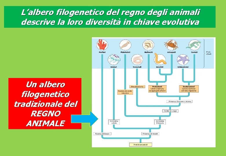 L’albero filogenetico del regno degli animali descrive la loro diversità in chiave evolutiva Un