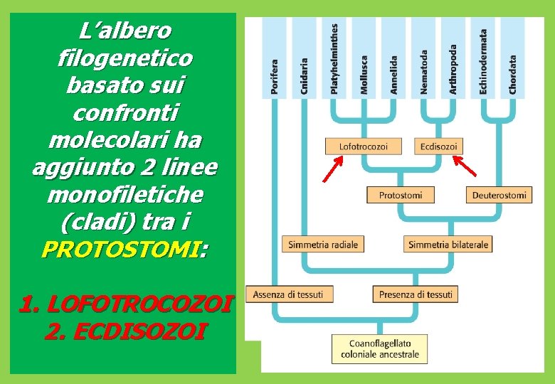 L’albero filogenetico basato sui confronti molecolari ha aggiunto 2 linee monofiletiche (cladi) tra i