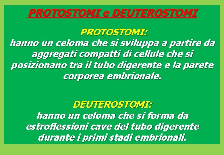 PROTOSTOMI e DEUTEROSTOMI PROTOSTOMI: hanno un celoma che si sviluppa a partire da aggregati