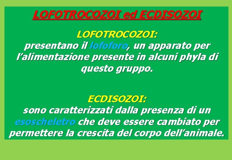 LOFOTROCOZOI ed ECDISOZOI LOFOTROCOZOI: presentano il lofoforo, un apparato per l’alimentazione presente in alcuni