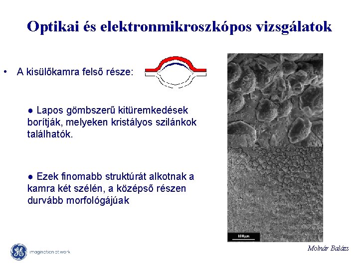 Optikai és elektronmikroszkópos vizsgálatok • A kisülőkamra felső része: ● Lapos gömbszerű kitüremkedések borítják,