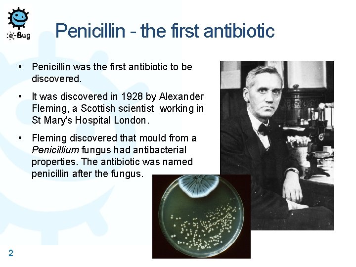 Penicillin - the first antibiotic • Penicillin was the first antibiotic to be discovered.