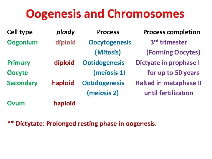 Oogenesis and Chromosomes Cell type Oogonium ploidy diploid Primary Oocyte Secondary diploid haploid Ovum