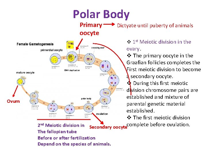 Polar Body Primary oocyte Dictyate until puberty of animals v 1 st Meiotic division