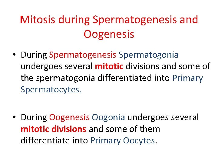 Mitosis during Spermatogenesis and Oogenesis • During Spermatogenesis Spermatogonia undergoes several mitotic divisions and