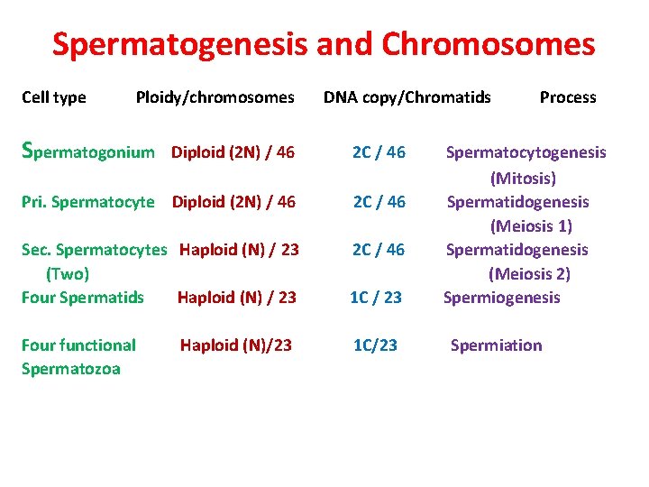 Spermatogenesis and Chromosomes Cell type Ploidy/chromosomes Spermatogonium DNA copy/Chromatids Diploid (2 N) / 46 Spermatogenesis and Chromosomes Cell type Ploidy/chromosomes Spermatogonium DNA copy/Chromatids Diploid (2 N) / 46