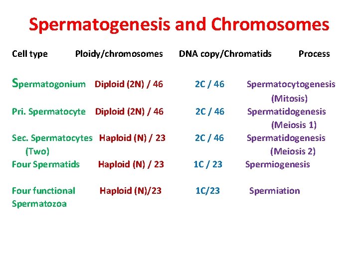 Spermatogenesis and Chromosomes Cell type Ploidy/chromosomes Spermatogonium DNA copy/Chromatids Diploid (2 N) / 46