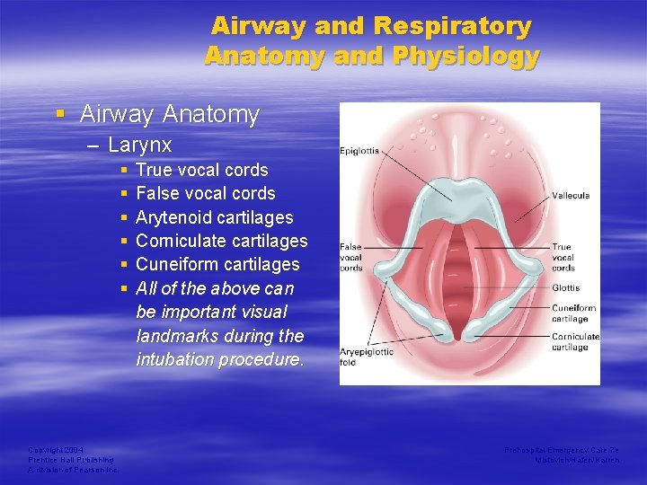 Airway and Respiratory Anatomy and Physiology § Airway Anatomy – Larynx § § §