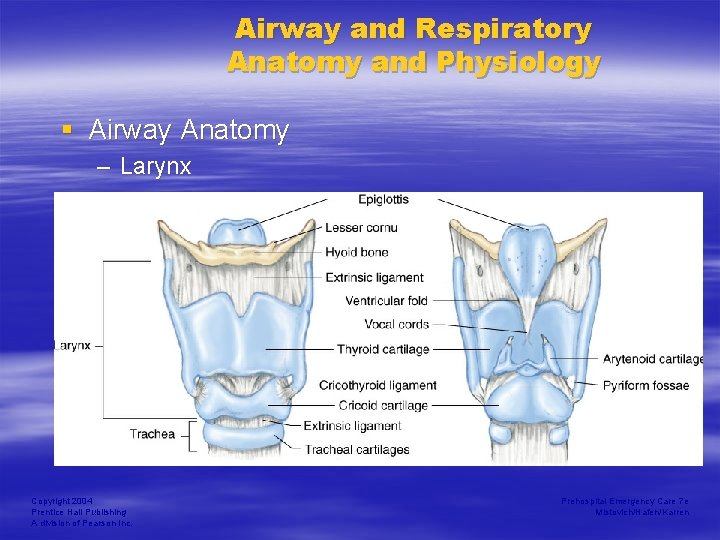 Airway and Respiratory Anatomy and Physiology § Airway Anatomy – Larynx Copyright 2004 Prentice