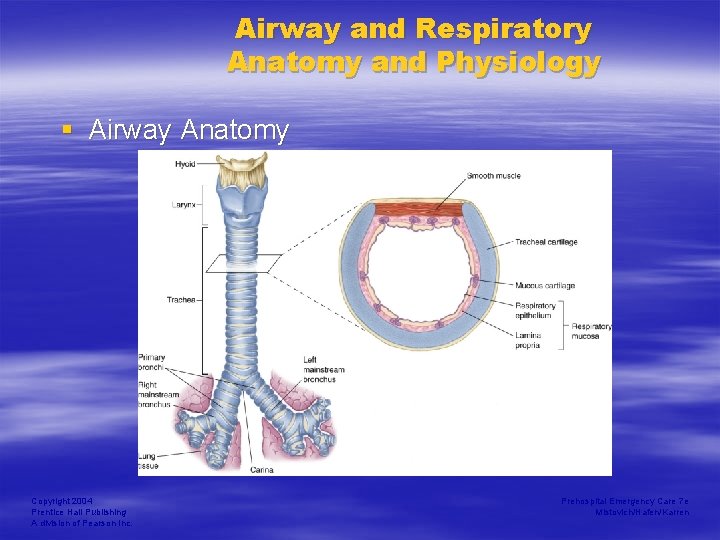 Airway and Respiratory Anatomy and Physiology § Airway Anatomy Copyright 2004 Prentice Hall Publishing